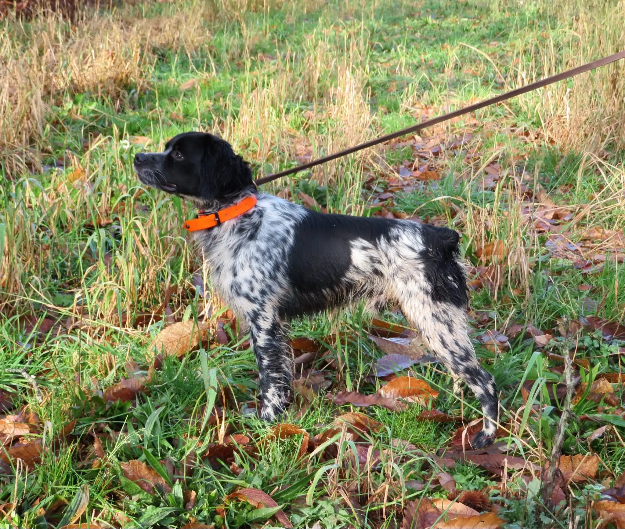 法国🇫🇷遗传学 黑白色布列塔尼犬 布列塔尼犬
