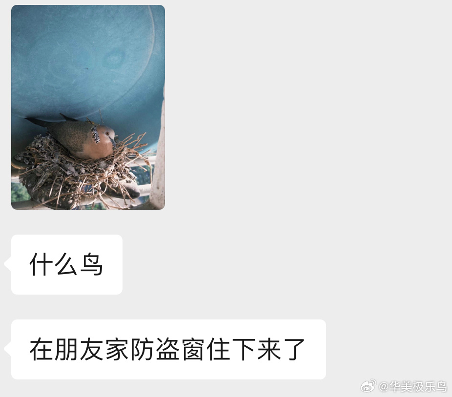#鸟粉投稿# 在窗外筑巢的珠颈斑鸠这位置挺好，太阳晒不到，雨也淋不着[送花花]红