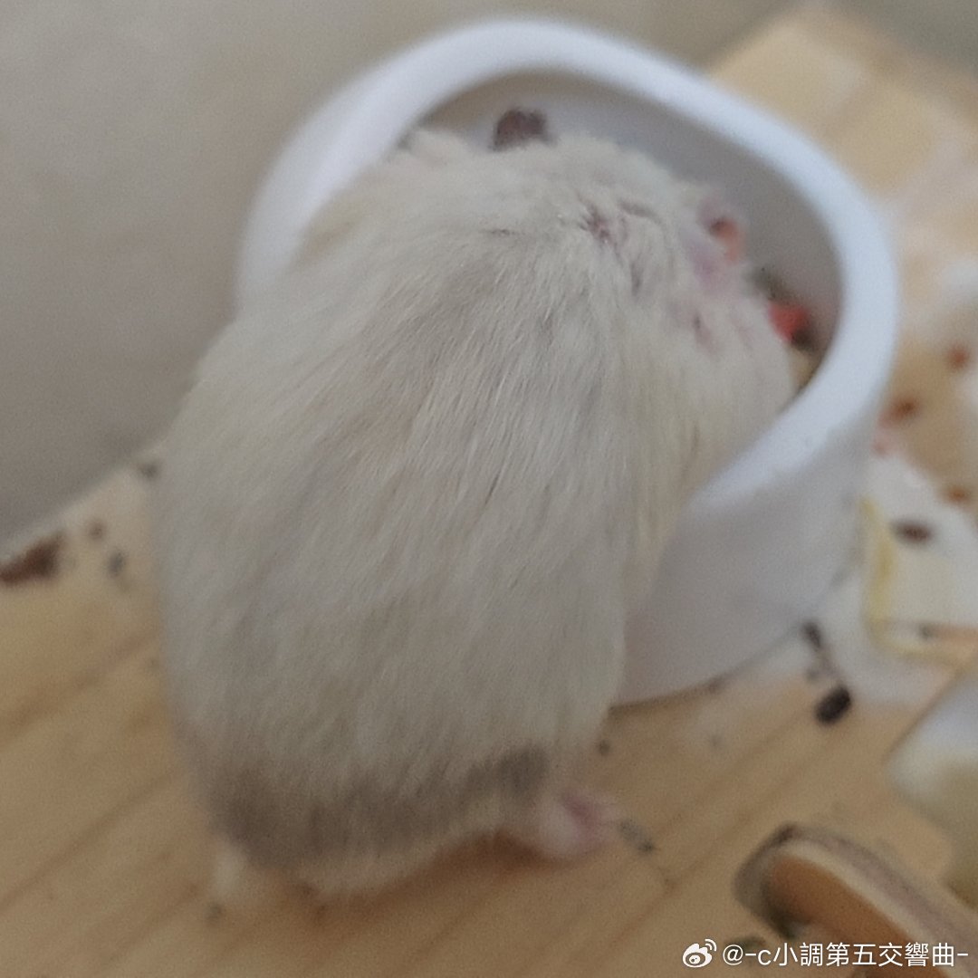 饿薯扑食 