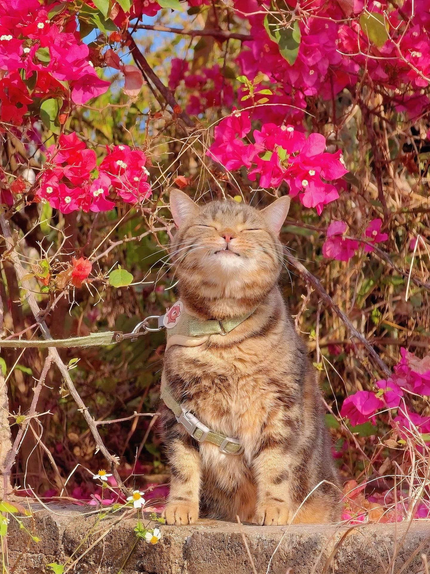 春天跟猫猫真的太配了吧。