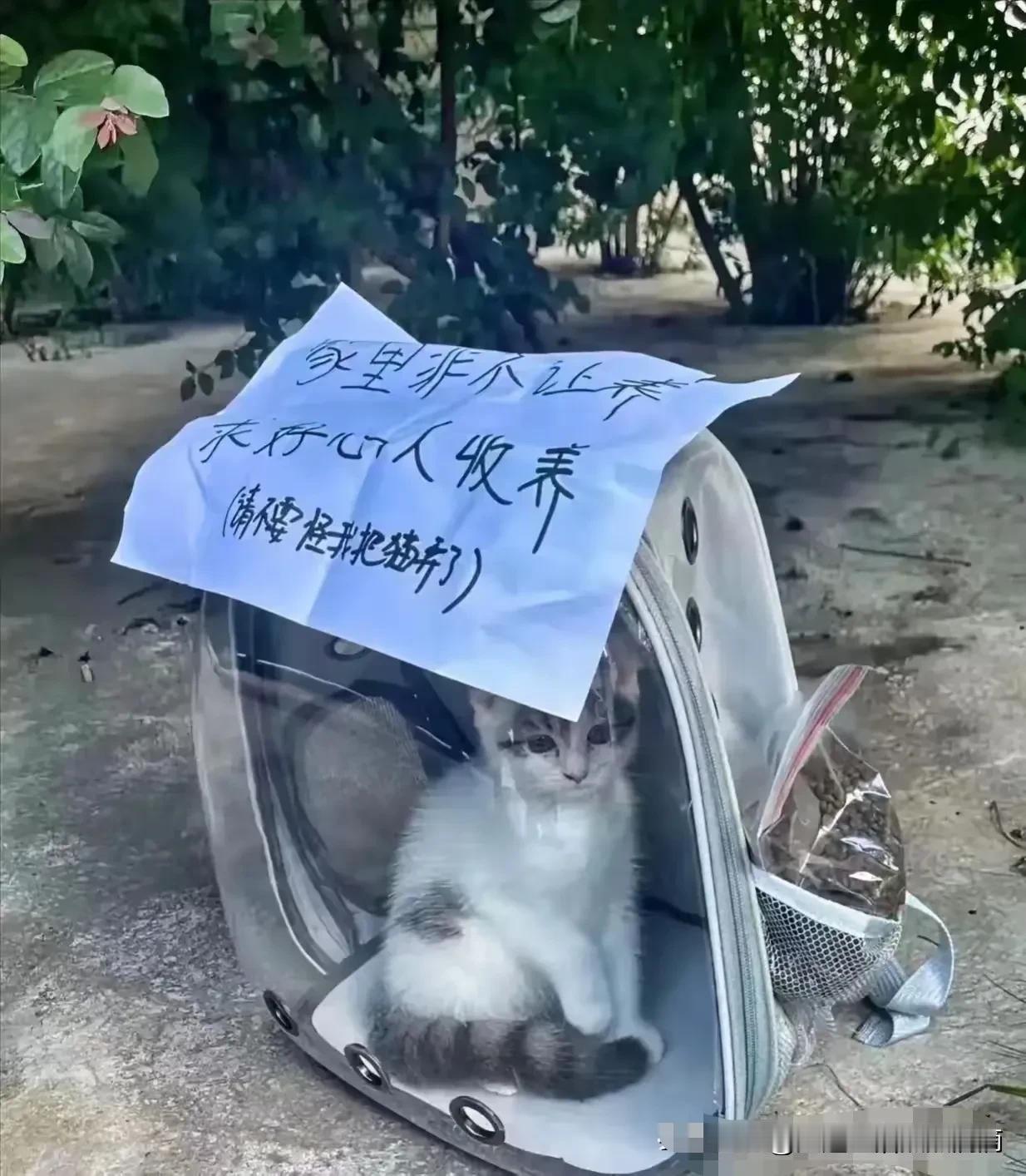小姐姐哭着把猫放在地上，她多么想养，但是家人不想养，好心人把它抱走了，一定好好待