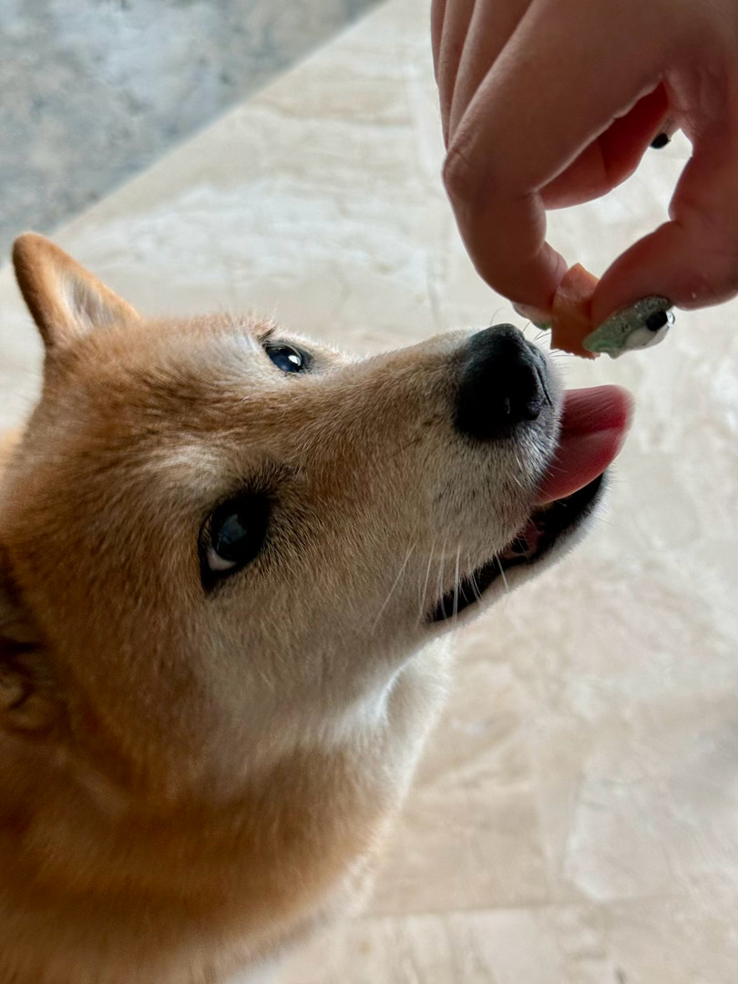 馋老呸[doge][doge][doge]萌宠的日常随手拍日常碎片plog ​​