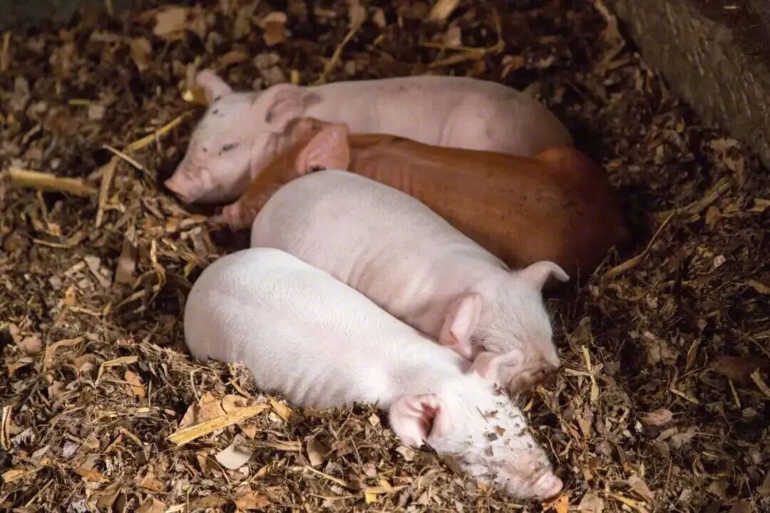 猪是尼帕病毒主要的中间宿主【尼帕病毒到底是什么？怎么传播的？莫慌，防护指南看这里