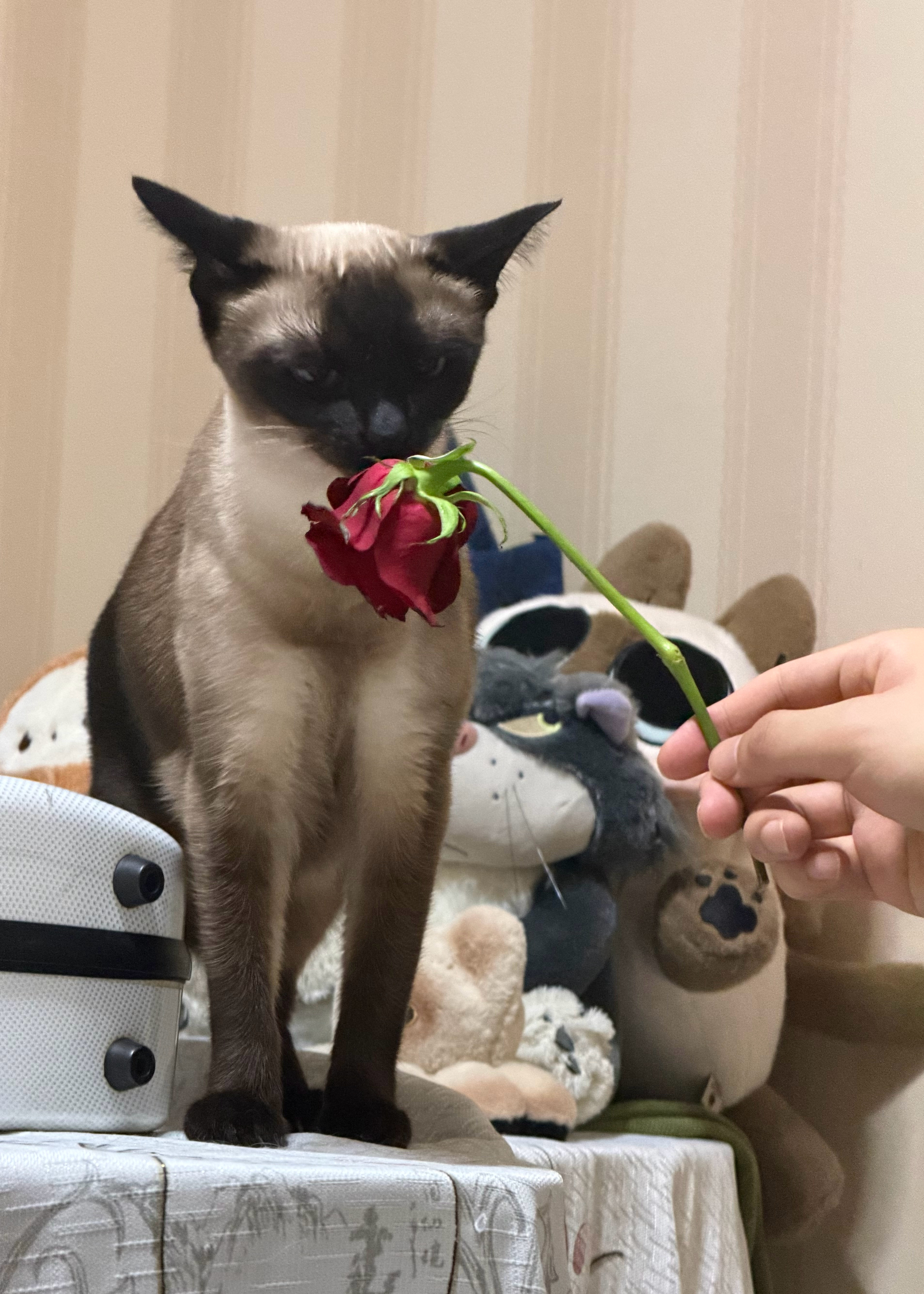 🌹 