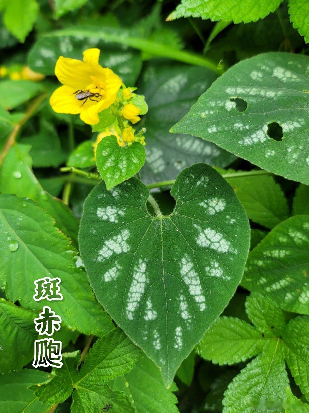 奇妙生物圈【家庭绿植新宠指南｜斑赤瓟🌿山林间的灵动精灵】 🌿核心亮点速览🍃