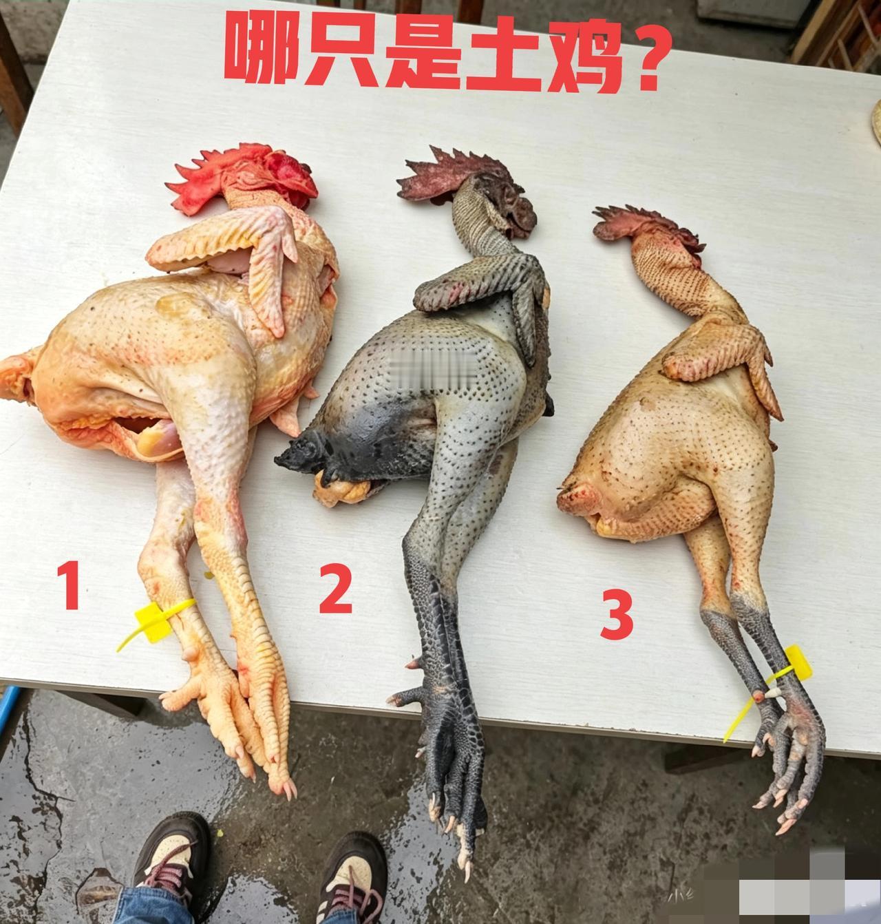 这三只鸡当中，有一只是农户散养的土鸡，问了十个人，九个人看错！我敢说！能一眼辨认