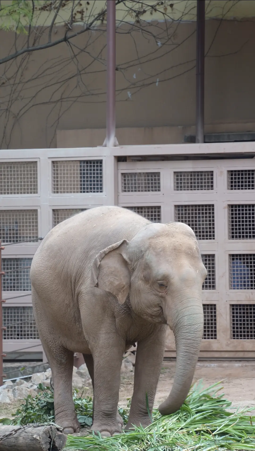广州的大象都养得还可以的，暂时没看到过虐打、动物表演。  今晚刷到西双...