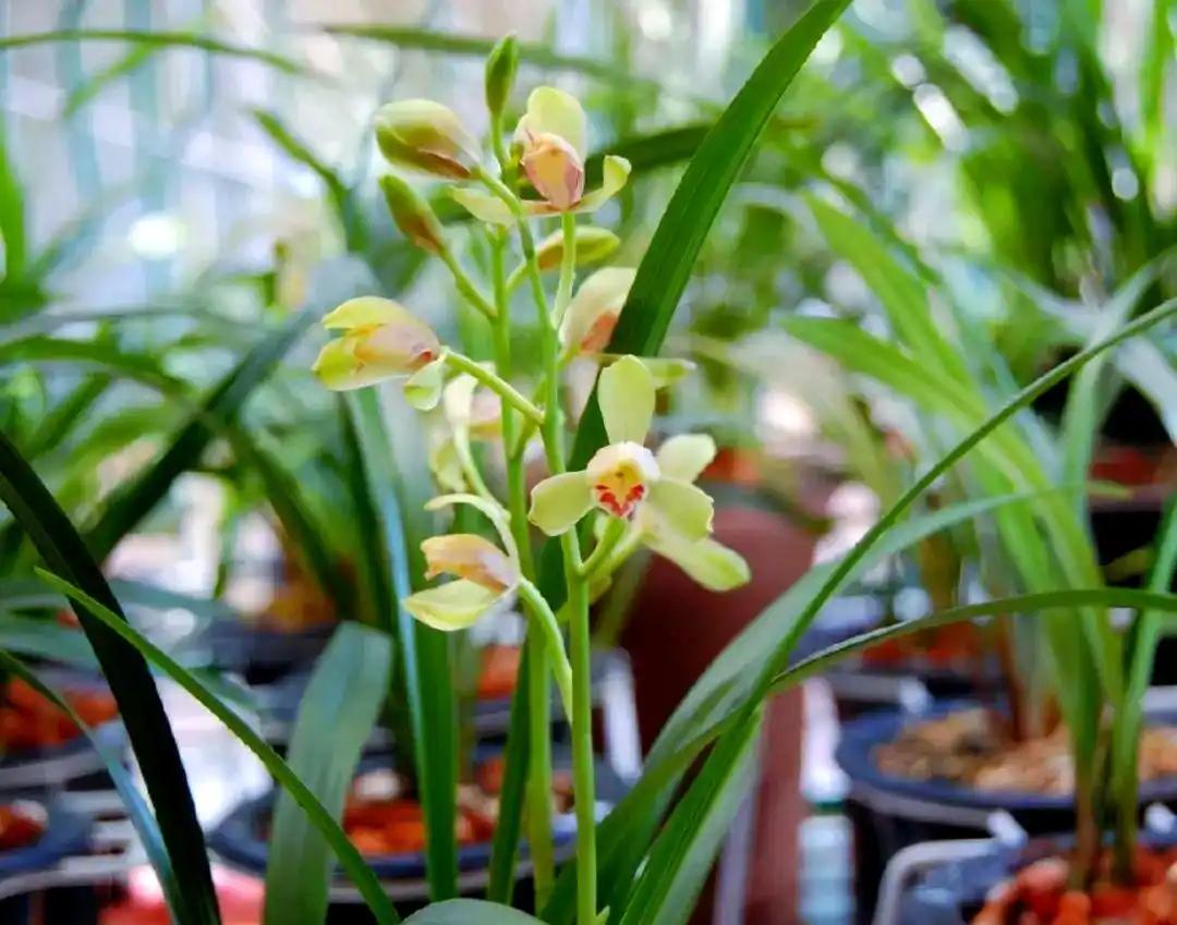 下联：且共梅兰度清欢。

（题图来自网络）