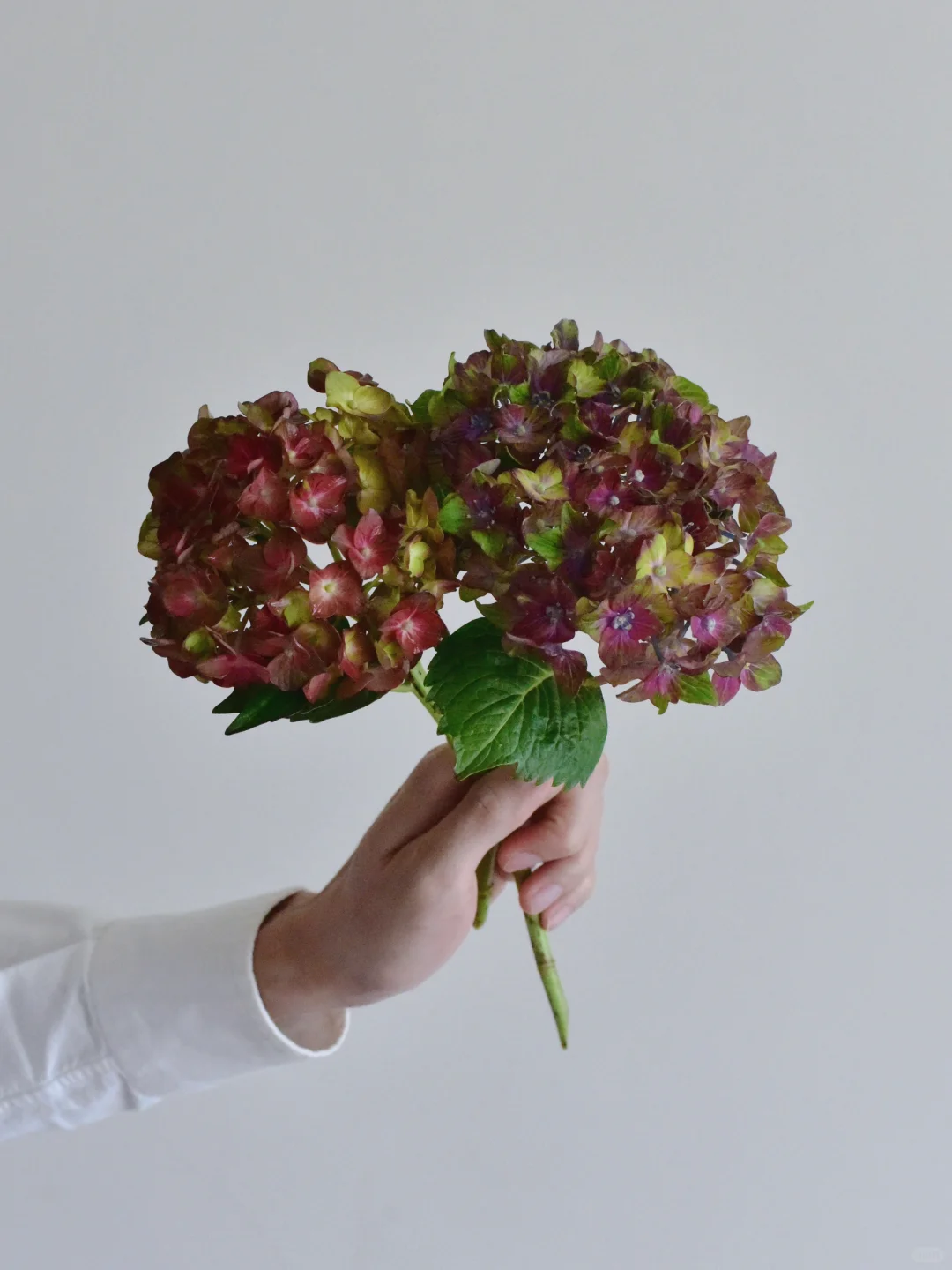 绣球·魔幻夏洛特