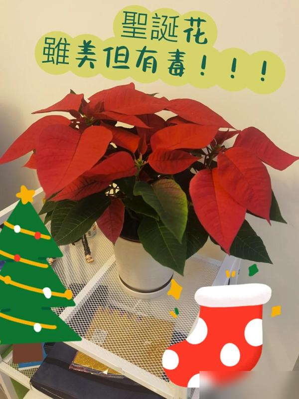 身体不好，别养“霉运花”，不是“迷信”，是有科学道理的
养花这事儿，真不是光图好