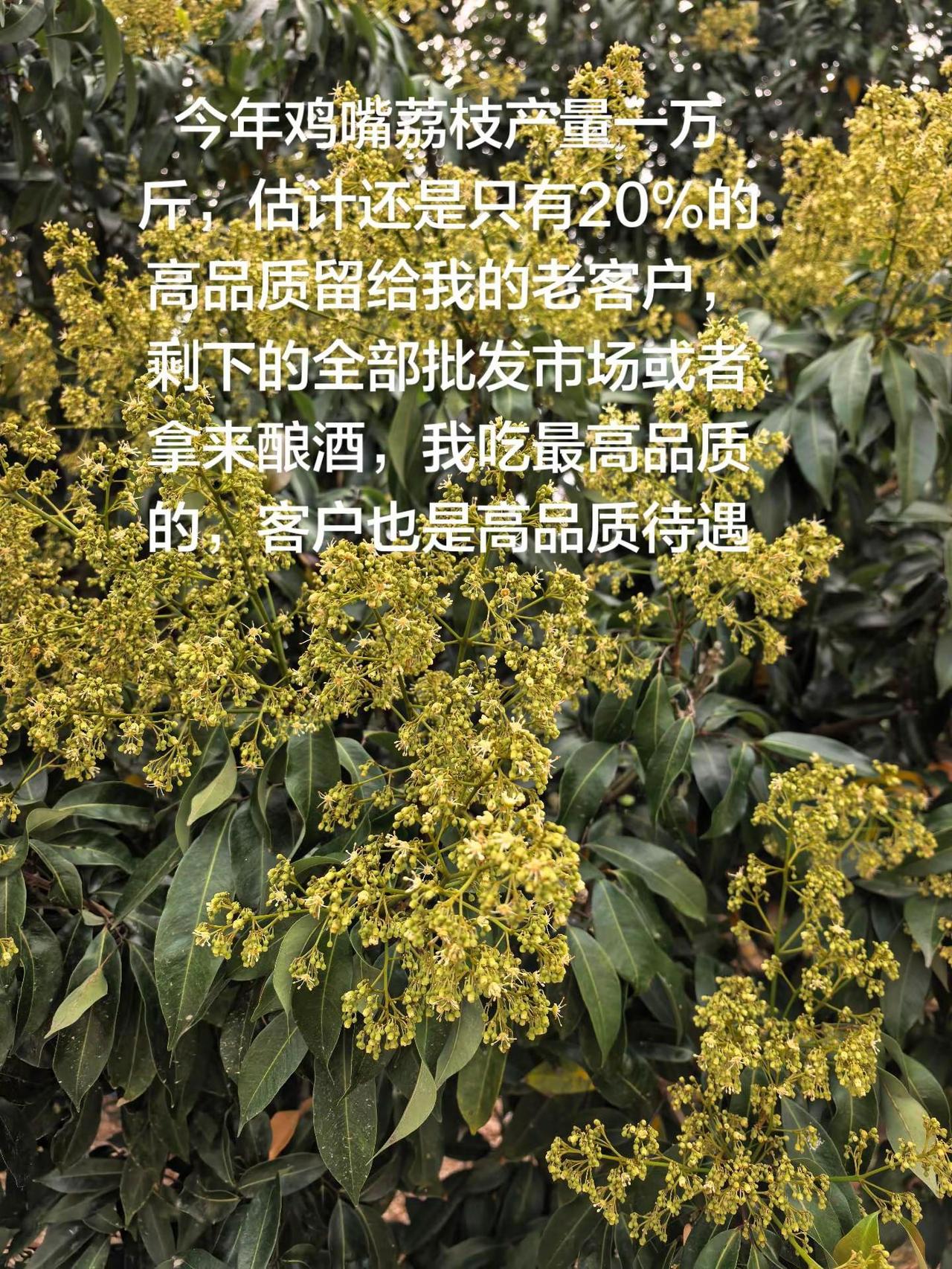 今年鸡嘴荔枝产量一万斤，估计还是只有20%的高品质留给我的老客户，剩下的全部批发
