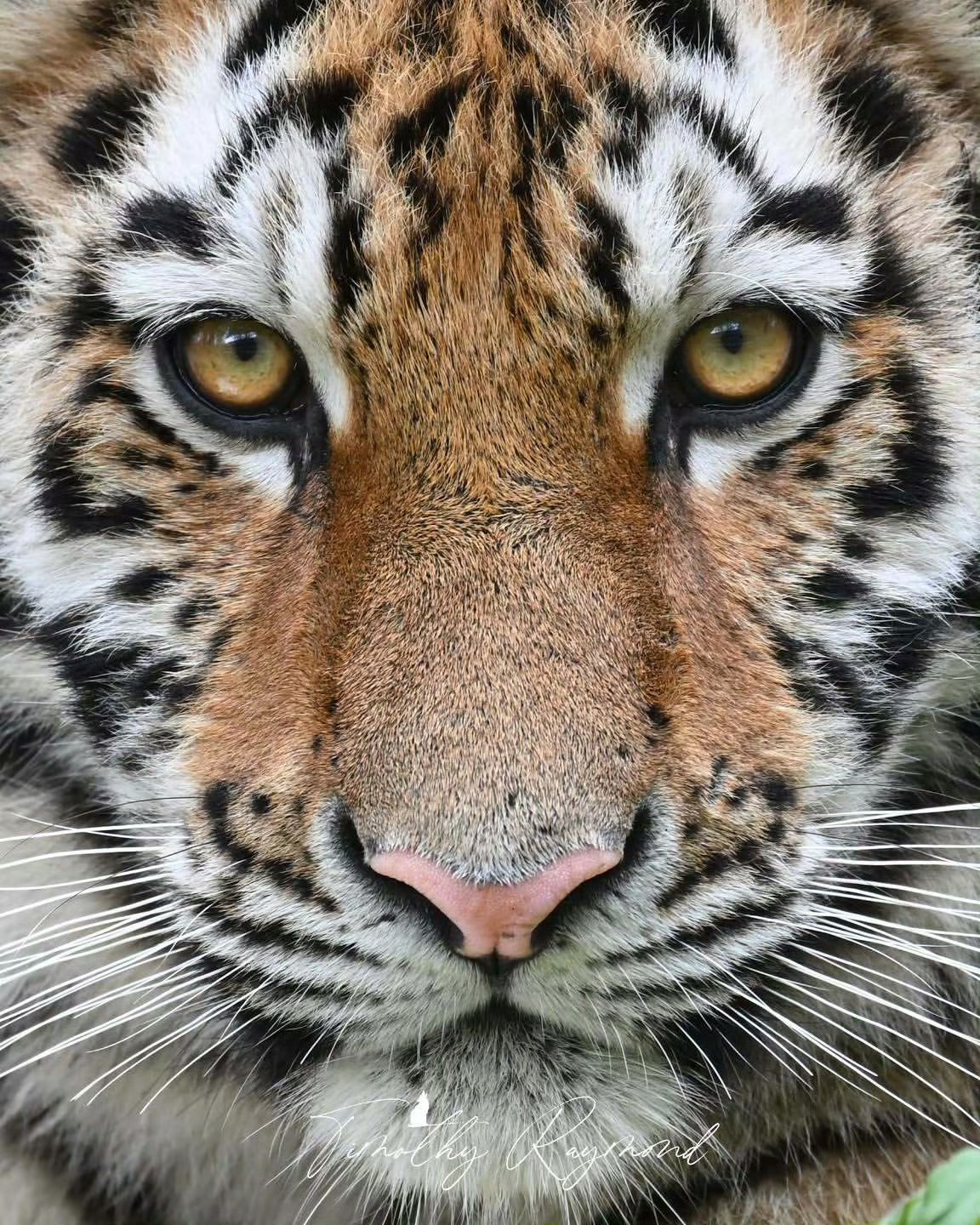 大猫咪：我准备好了，拍吧📸 