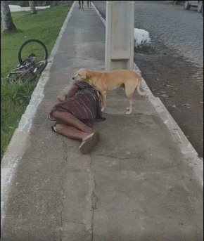 狗狗保护自己的主人 ​​​