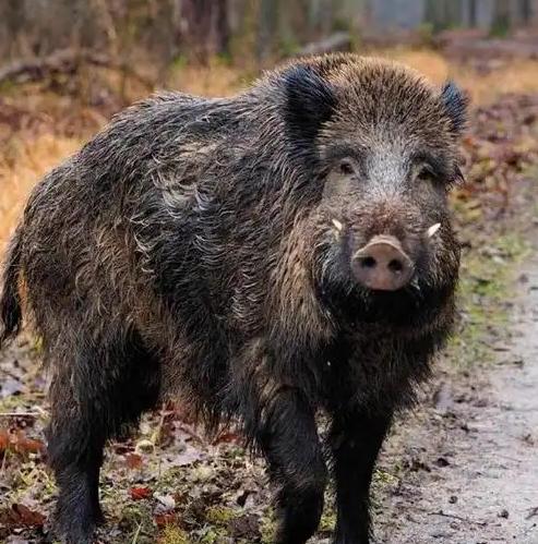 很多人并不知道，野外遇到野猪，千万不能跑，更不能装死，野猪虽然凶猛，但也有致命的