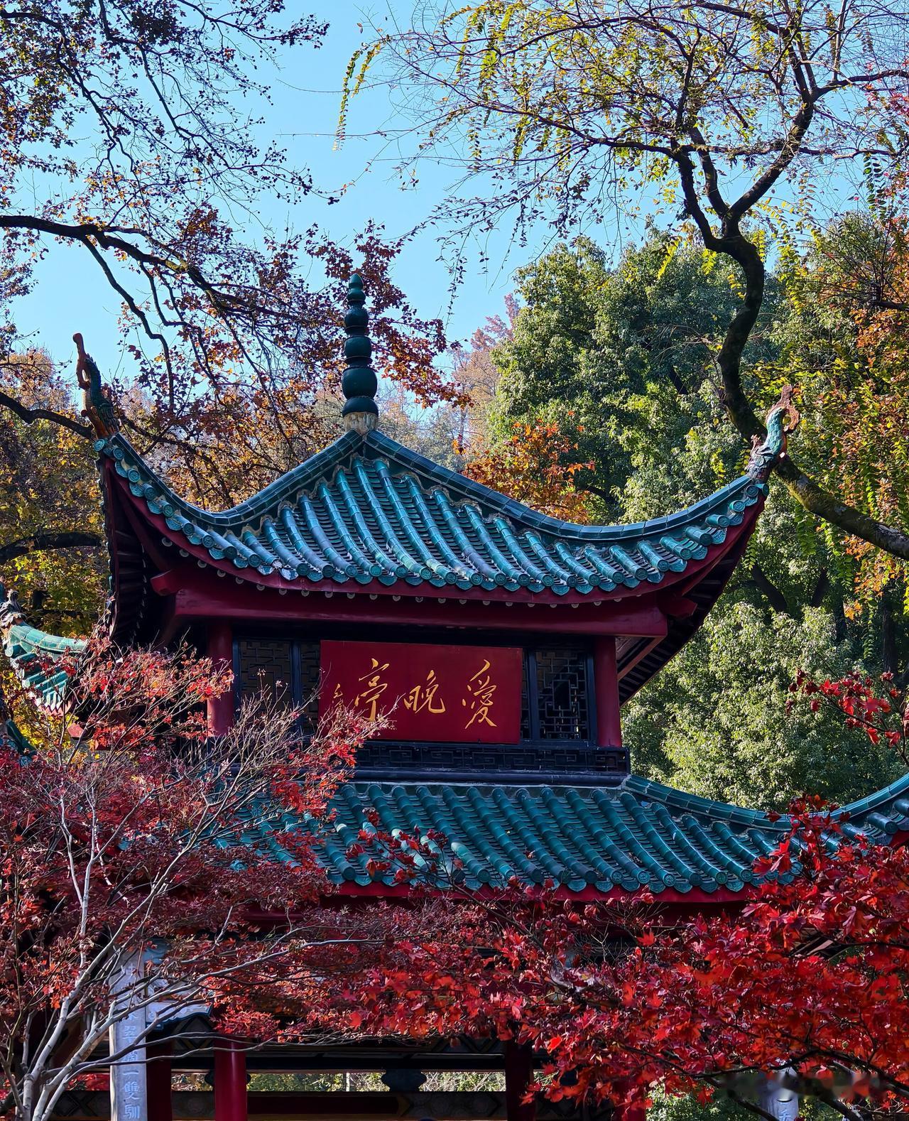 爬岳麓山上百次，还是第一次见到枫叶这么美的时候。
终于看到杜牧诗中“停车坐爱枫林