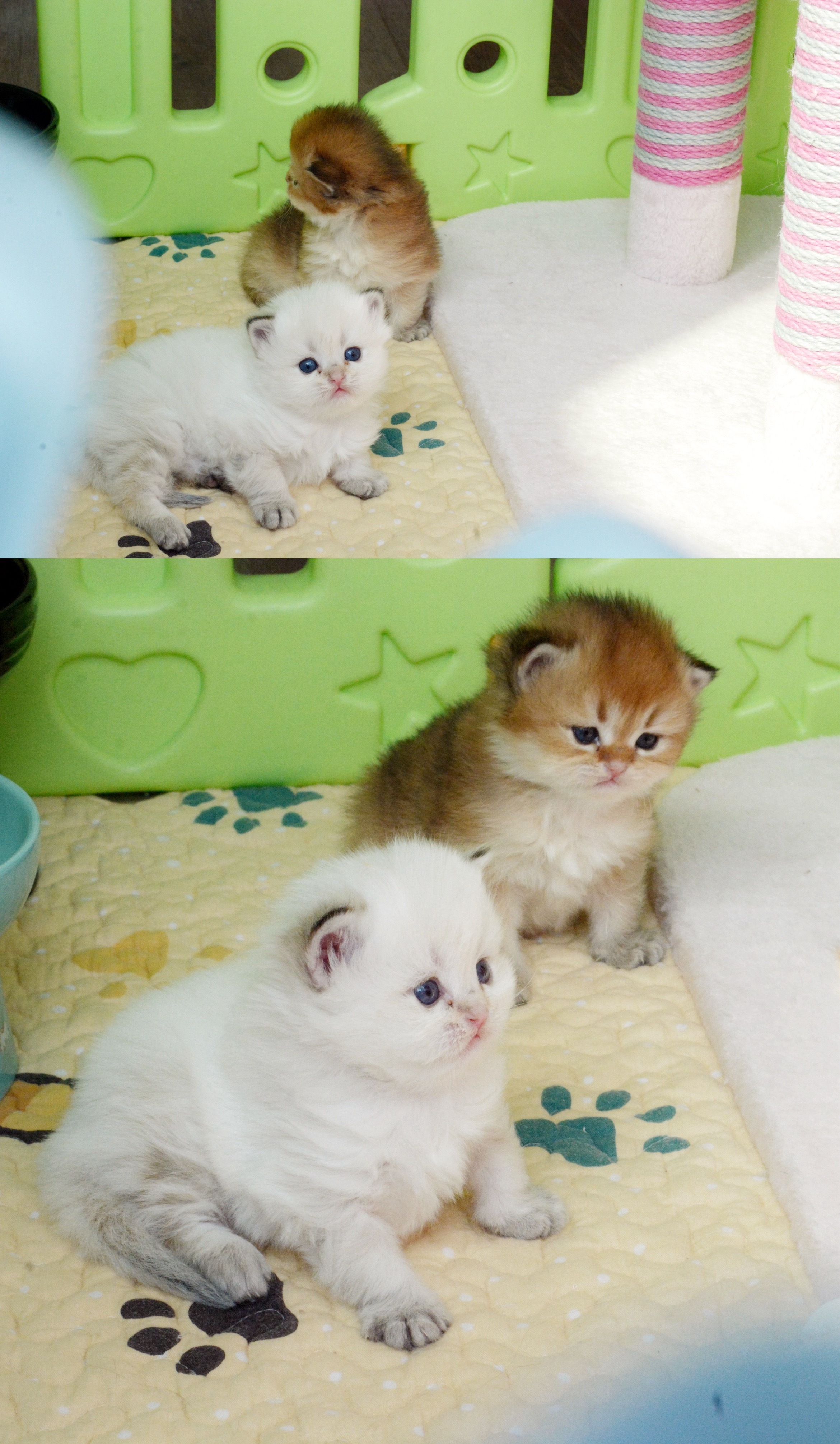 幼稚园#金渐层##金点##英国长毛猫# ​​​