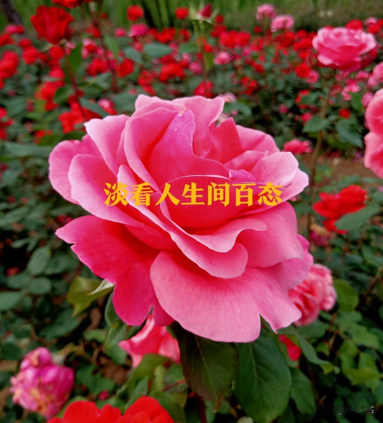 这个世界怎么了，连公园路边剪头发的剃头小匠人，都理直气壮的欺负人了，让人看得不舒