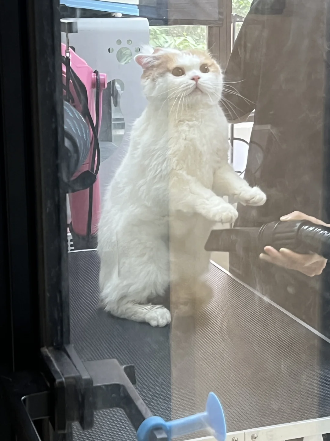 🐱：我招 我招还不行吗