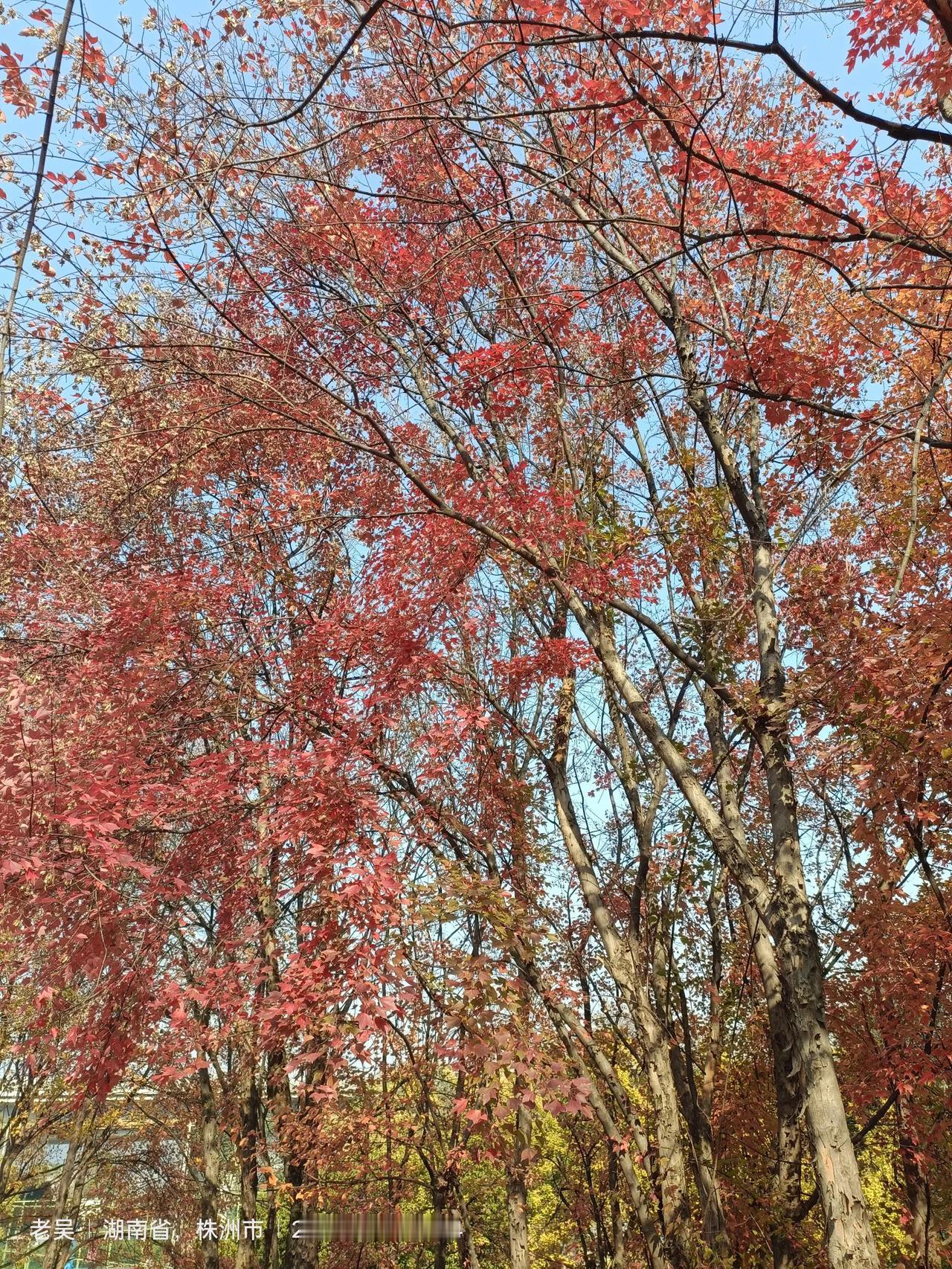 分享你旅游时拍的照片株洲湘江风光带国家水利风景区