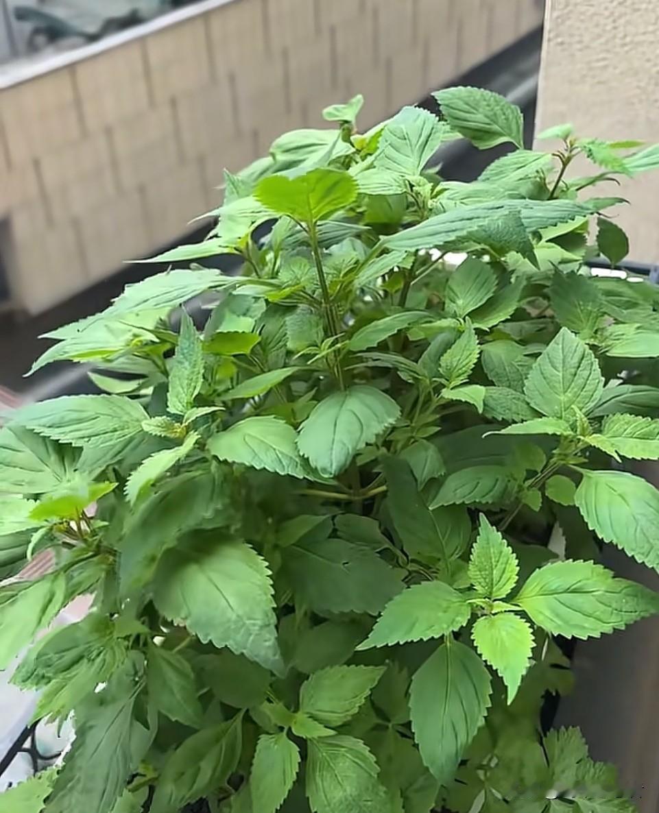 这种主要生长于川南宜宾部分地区，外观近似藿香与薄荷的植物，俗称为鱼香菜，是烹饪鱼