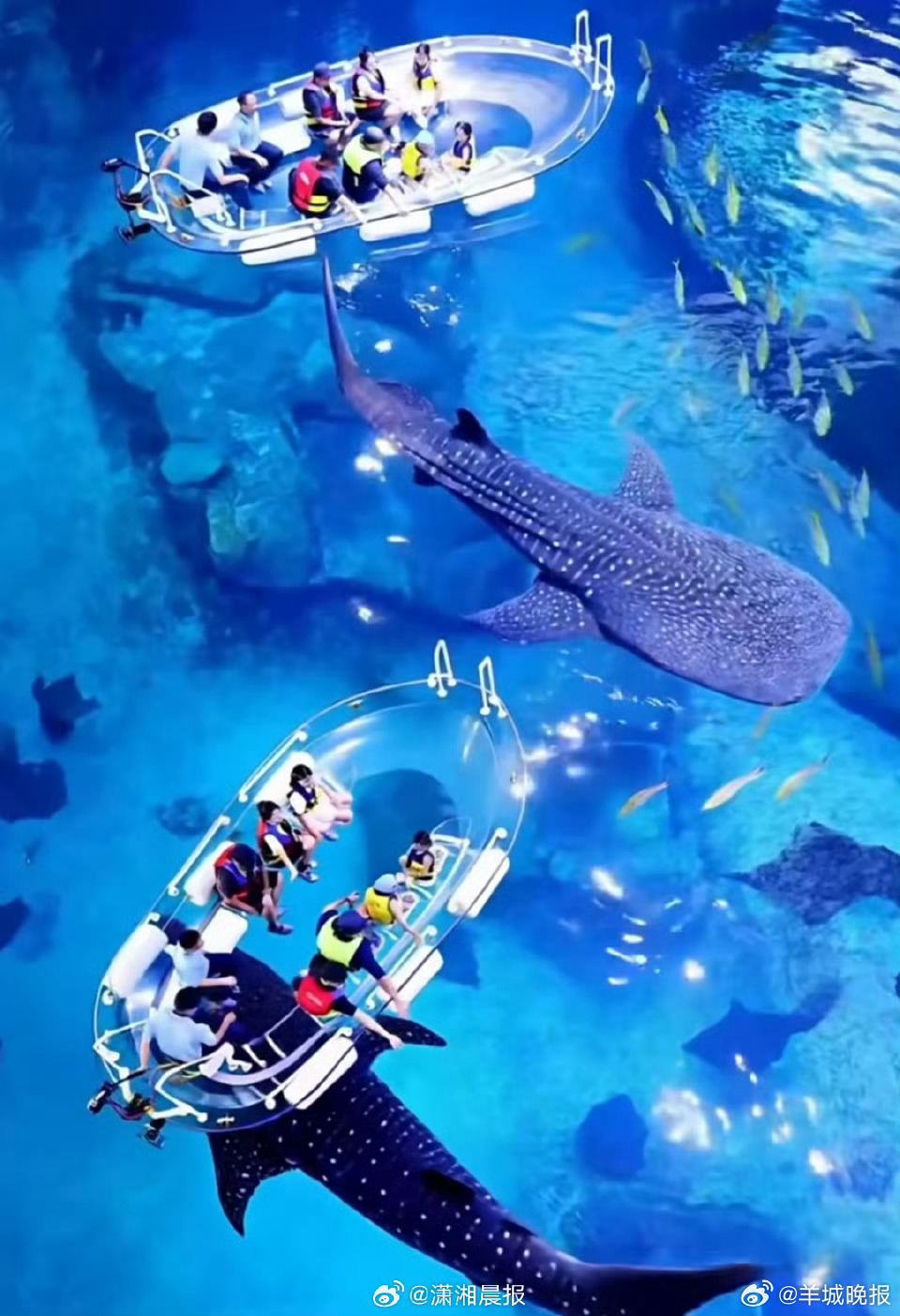 【#珠海长隆一鲸鲨大年初二因病死亡#，#多部门回应珠海长隆鲸鲨去世#：因病死亡，
