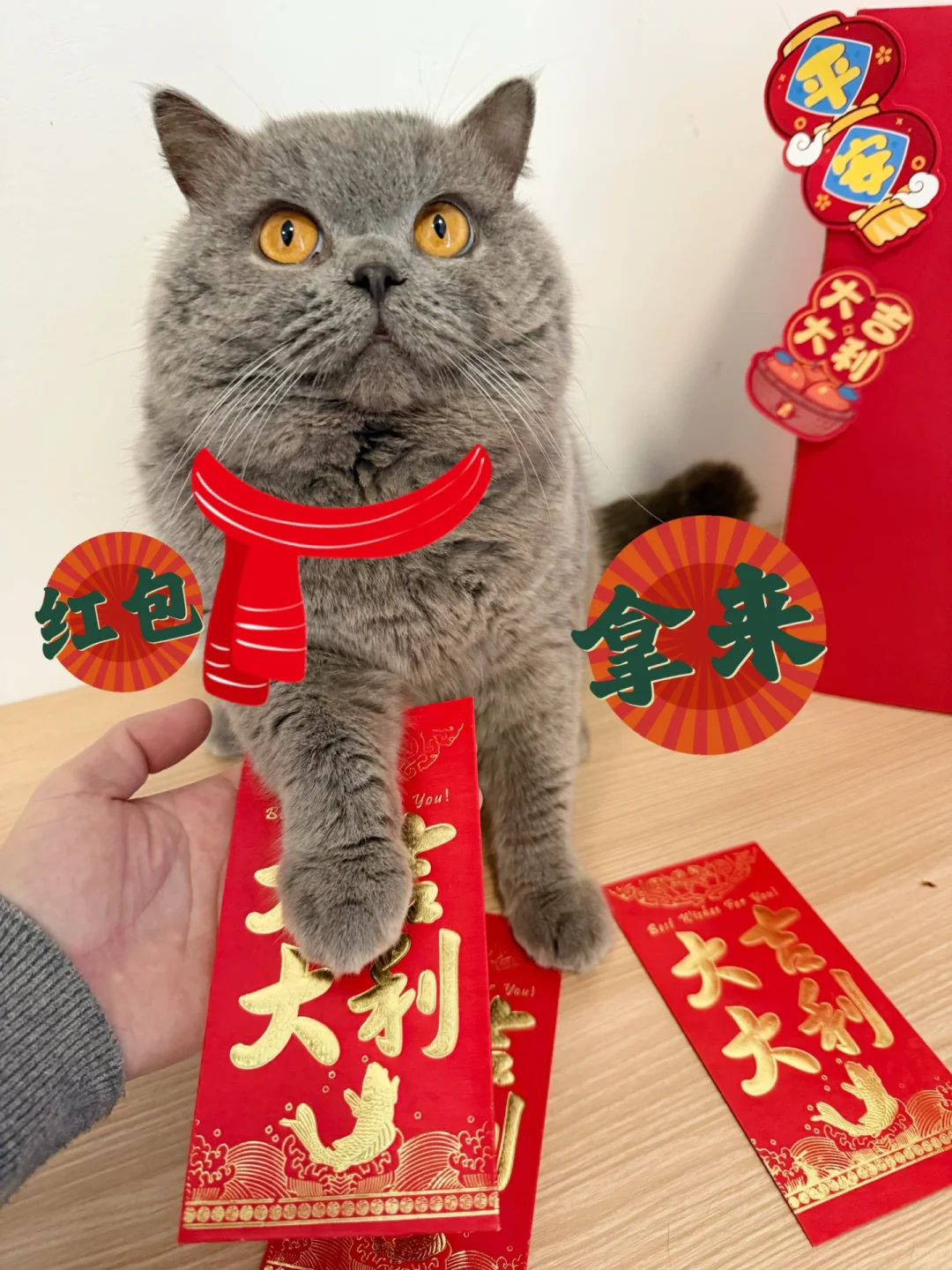 新年好呀，小猫也来要红包啦🧧🧧