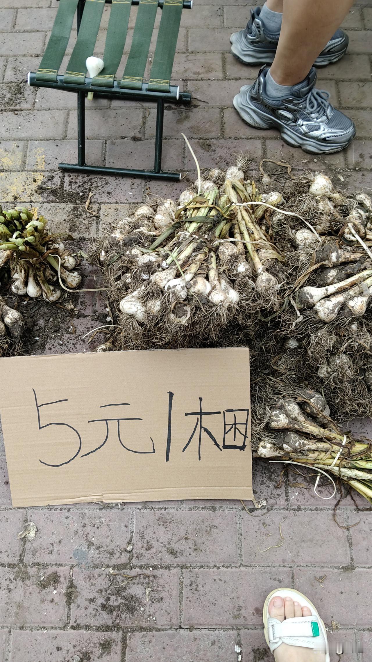 哈尔滨腌糖蒜季节提前开启！

这是今天早上在早市上看到一幕，

今年这青蒜头也不