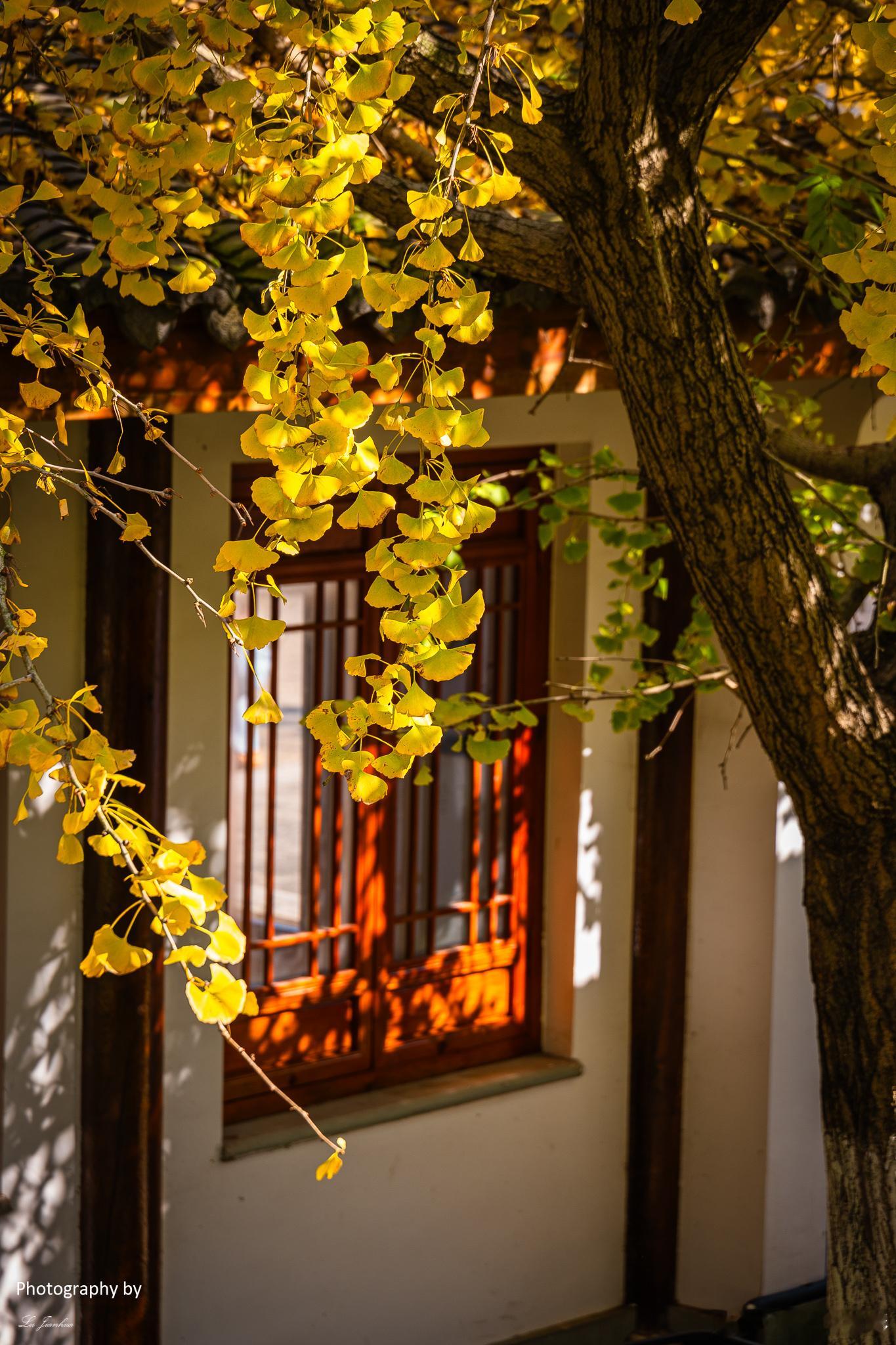 江南银杏地，最忆八都岕。浙江长兴八都岕十里银杏长廊，这个秋日最美的的记忆。 自然