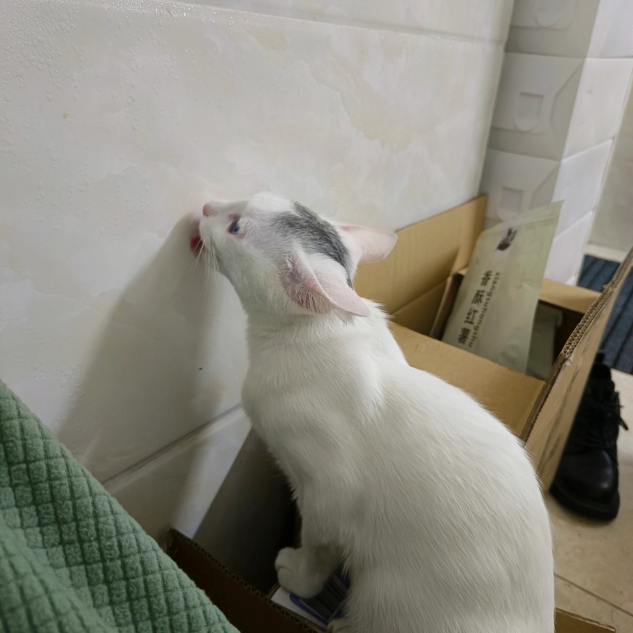广东的回南天 猫咪在舔墙上的水[吃惊] ​​​