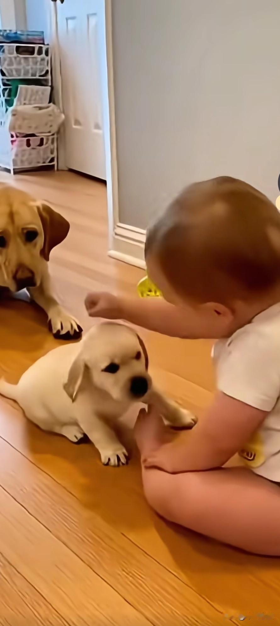 调皮小孩用拳头不断捶打一只小奶狗，狗妈妈看不下去了，赶忙护着自己的宝贝，一口咬住