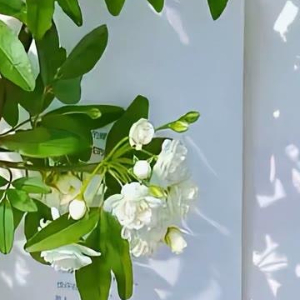 “沈岁岁，加油，你可是熬过两天盯实验苗、三天赶实验报告、不眠不休跟导师抢实验设备