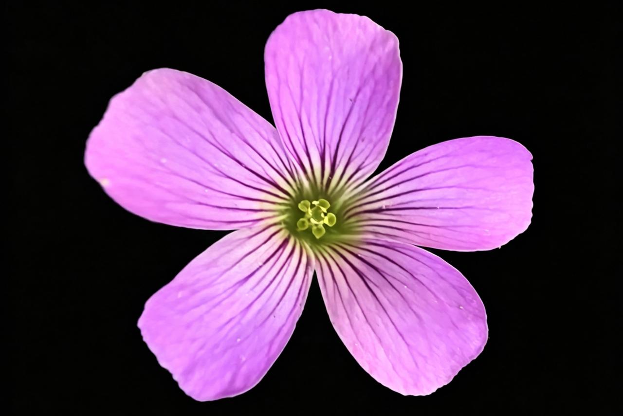 紫色小花绽放，宛如春日里的梦幻。🌸💜🌸