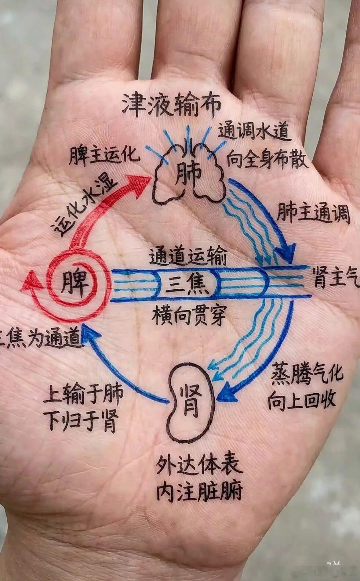 续命散：一碗流传480年的“唤醒汤”，李时珍从道门偷学的是心法一、现代人的“累”