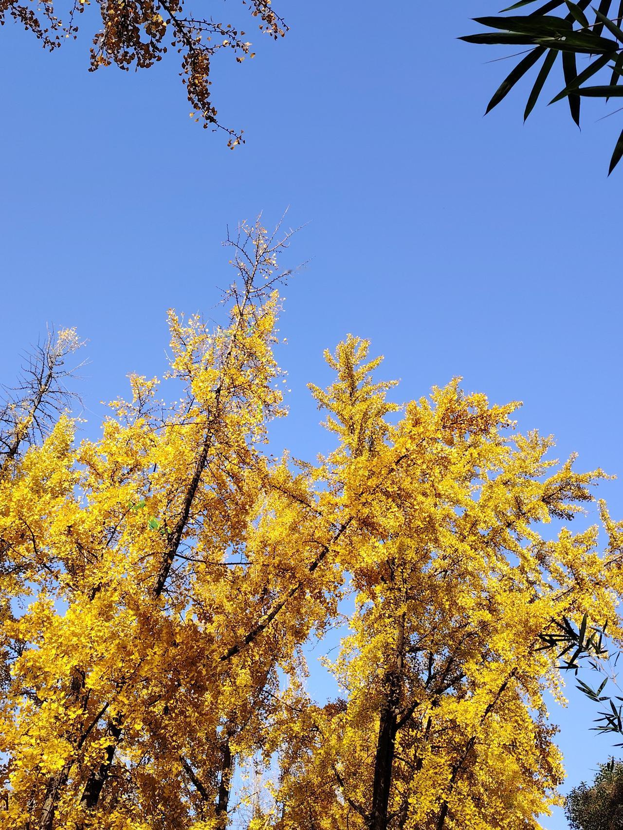 天空是璀璨的宝石蓝，阳光直射下甚至有些耀眼。此时的天空高得仿佛要脱离大地的束缚，