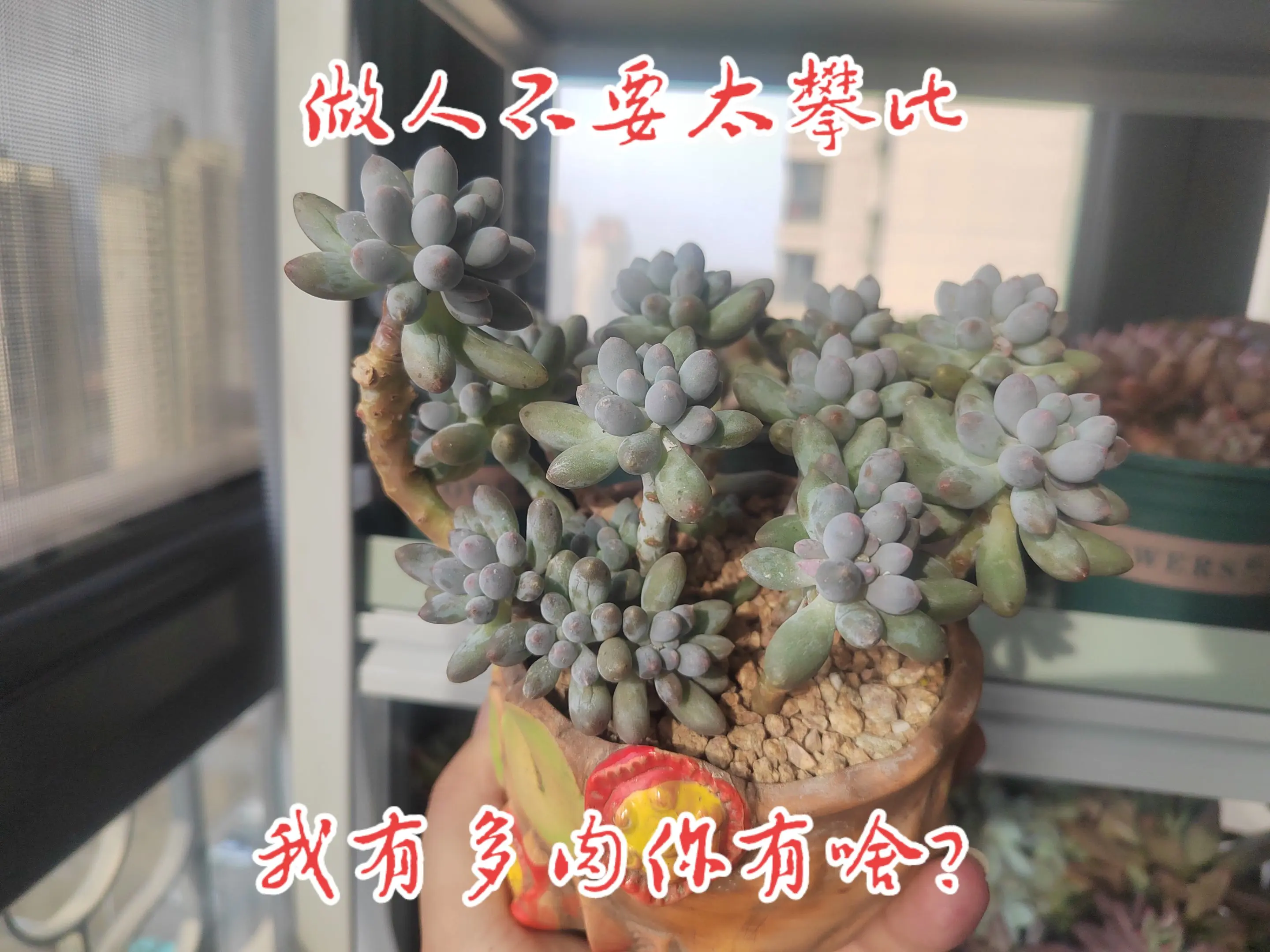 这是我的奶糖，看看你的奶糖