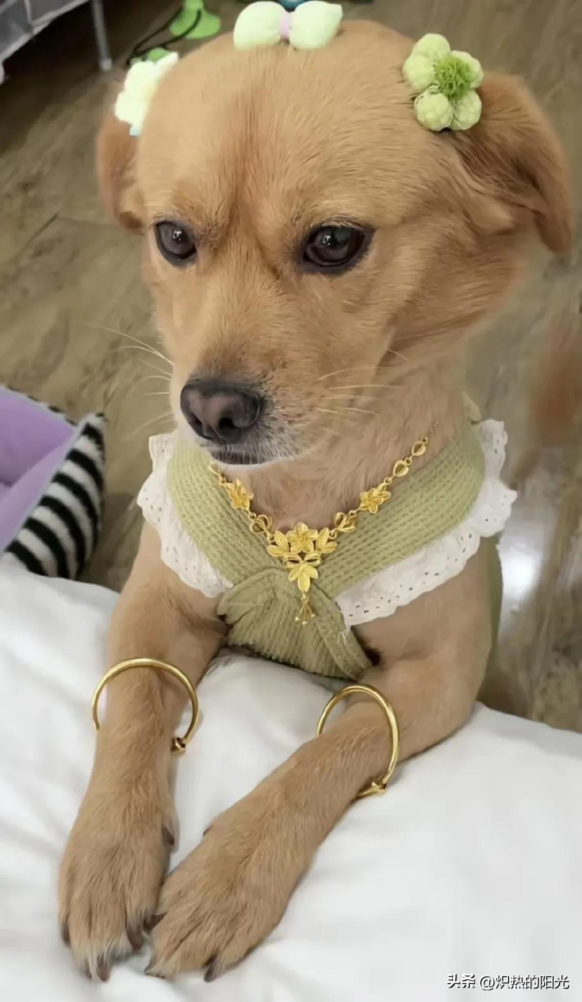 看了这照片真扎心

我居然活的连狗都不如[捂脸][捂脸][捂脸]