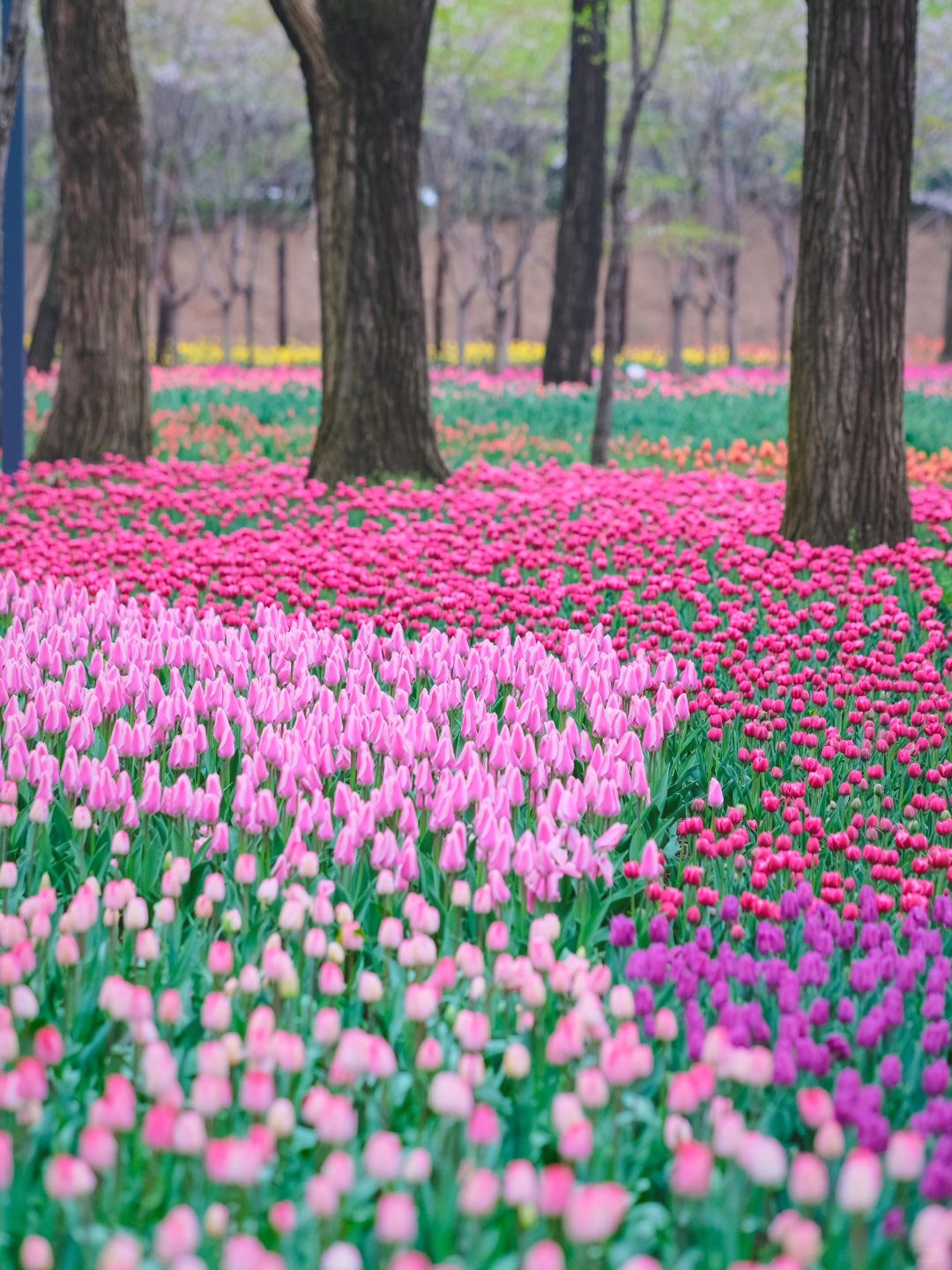 还有不到一个月，青岛将绽放70万株郁金香🌷