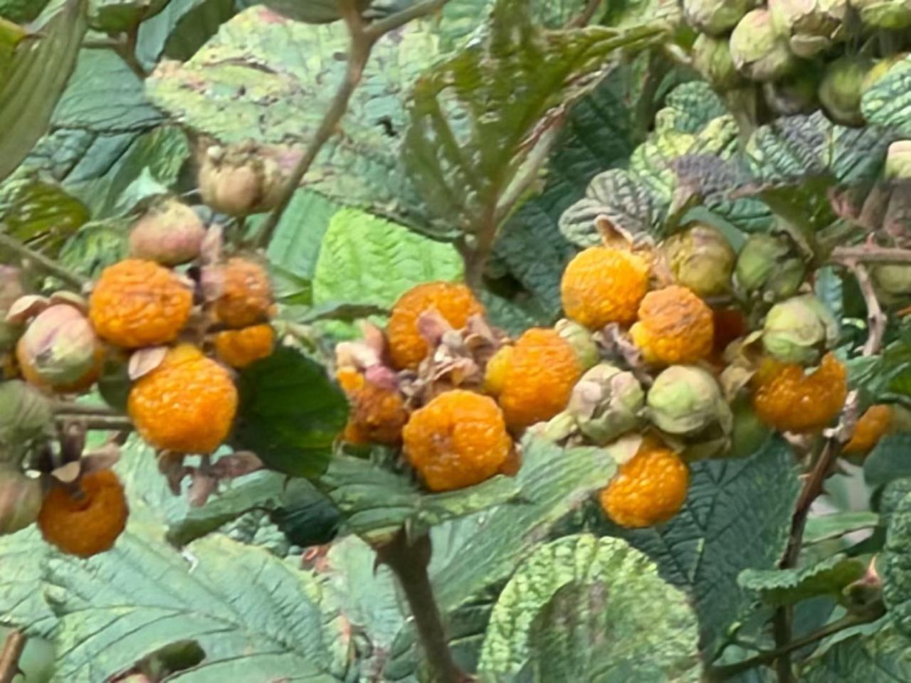 四月把红果别在枝桠绿叶是衬布，阳光是蜜一口咬开，甜里裹着酸像春天没说完的话。