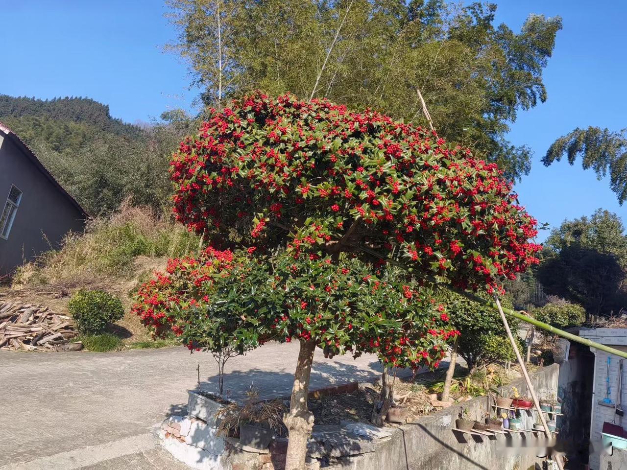 冬日生活打卡季景色宜人