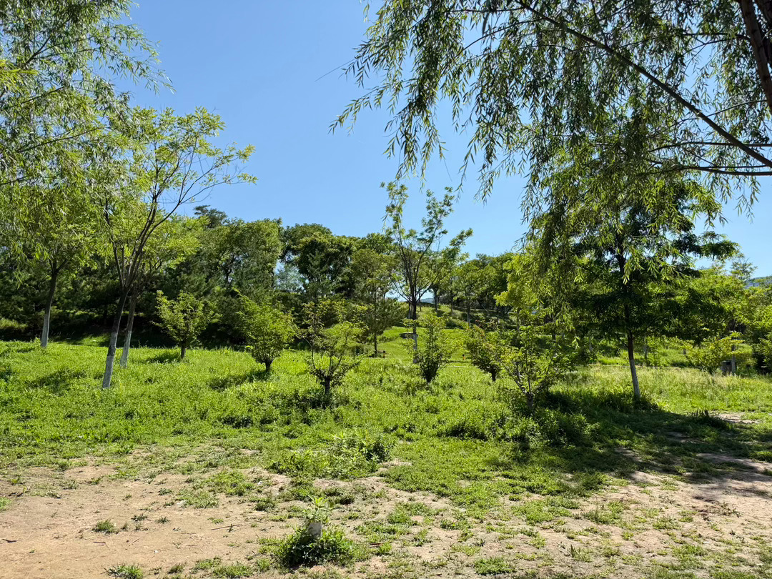 夏日碧草 