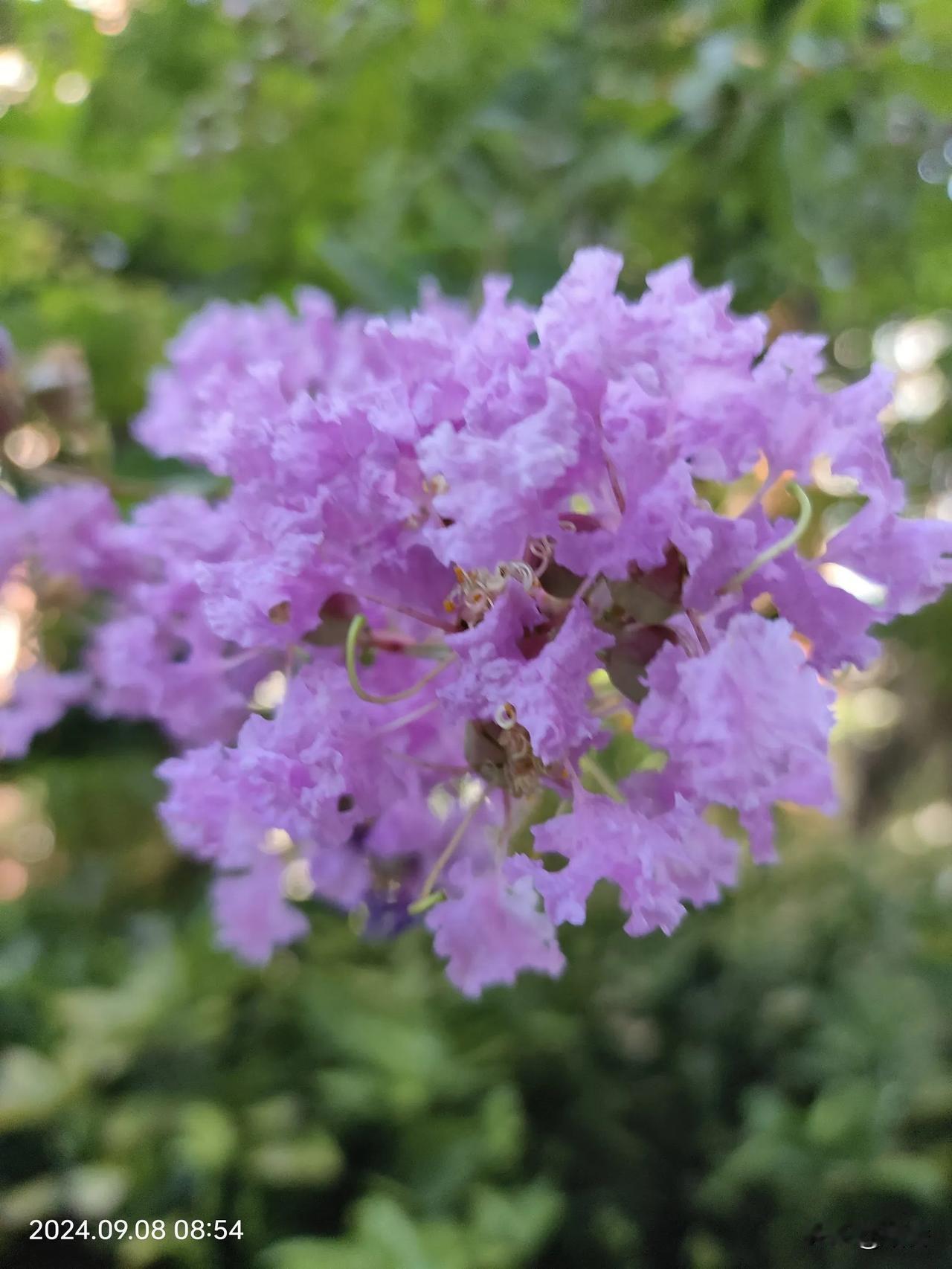 #随手拍秋天里的花#