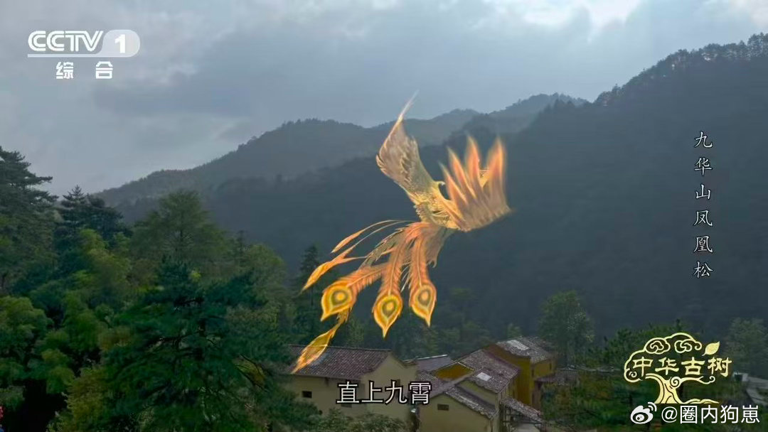 风一吹千年古松秒变展翅凤凰 你以为它只是棵古松？不，它只是没想好什么时候飞。主枝