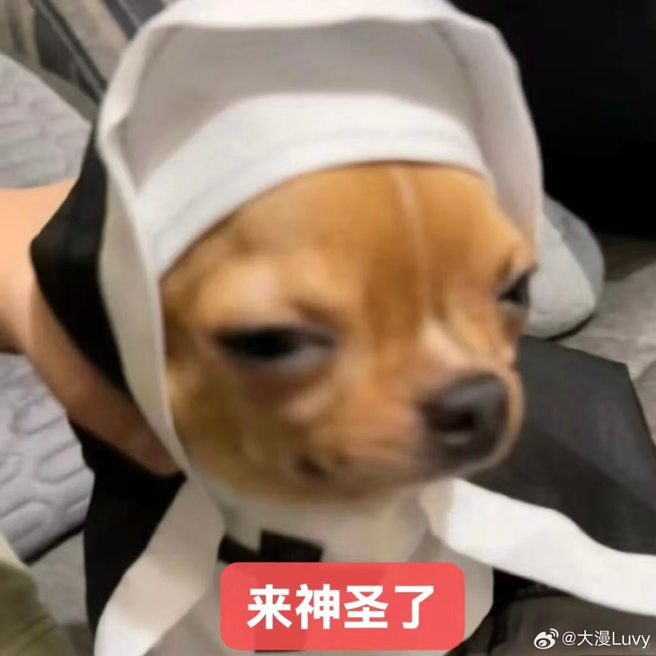 可喜欢靠在主人身上被摸脑袋了，手指拨弄起我的发丝，时不时还会绕圈玩，整个人都酥酥