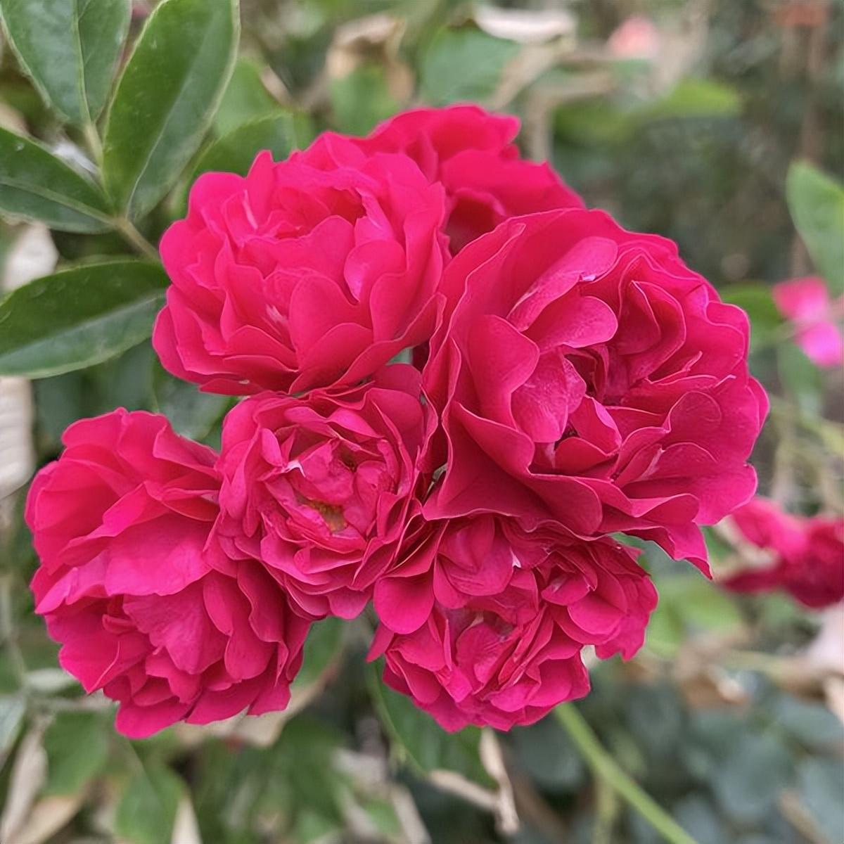 下联：红花朵朵香。

（图片来自网络）