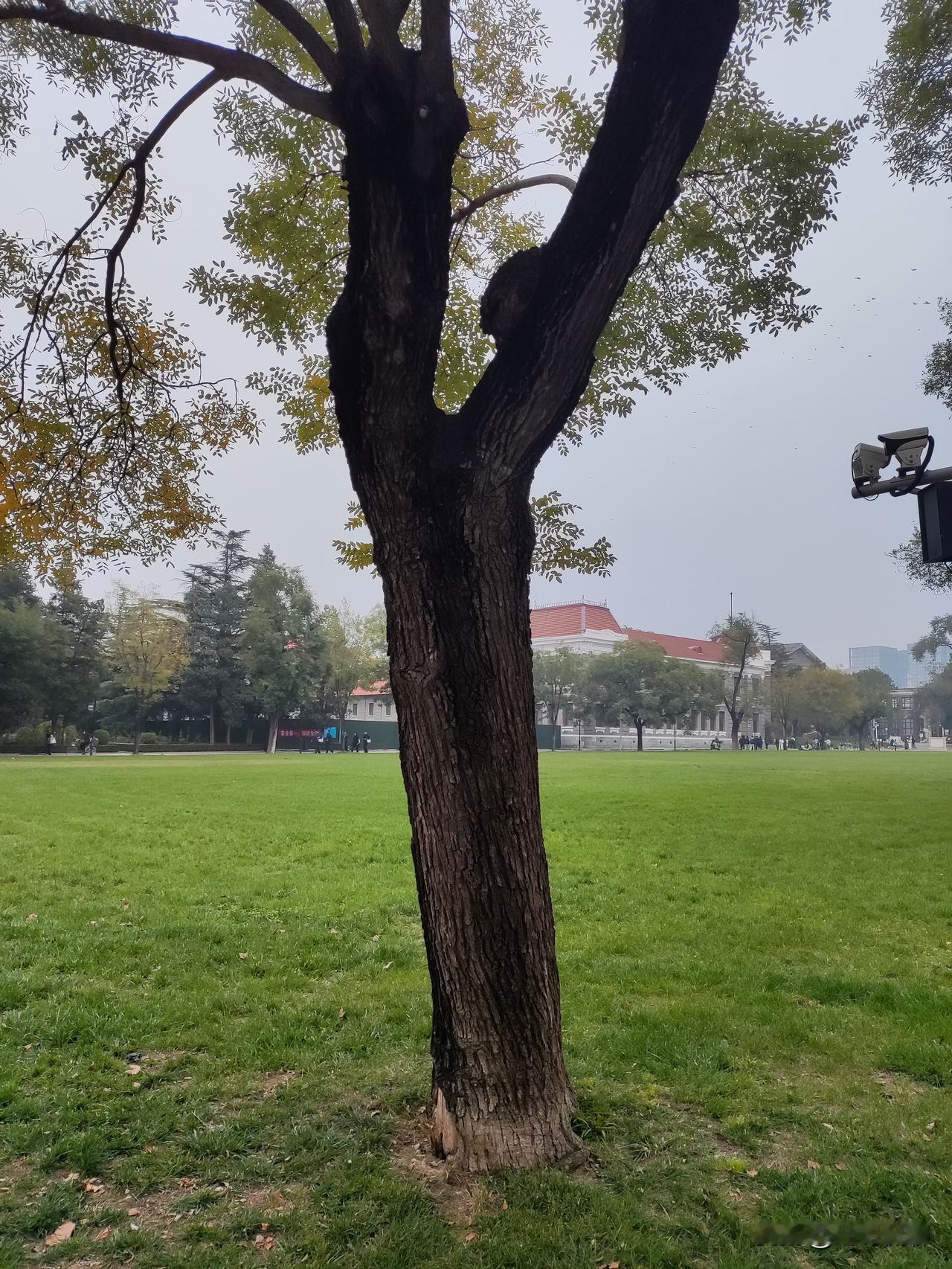 清华昔日建筑有着中西融合古今融合理念与环境融合的特色，红砖敦实热情，白描纯粹典雅