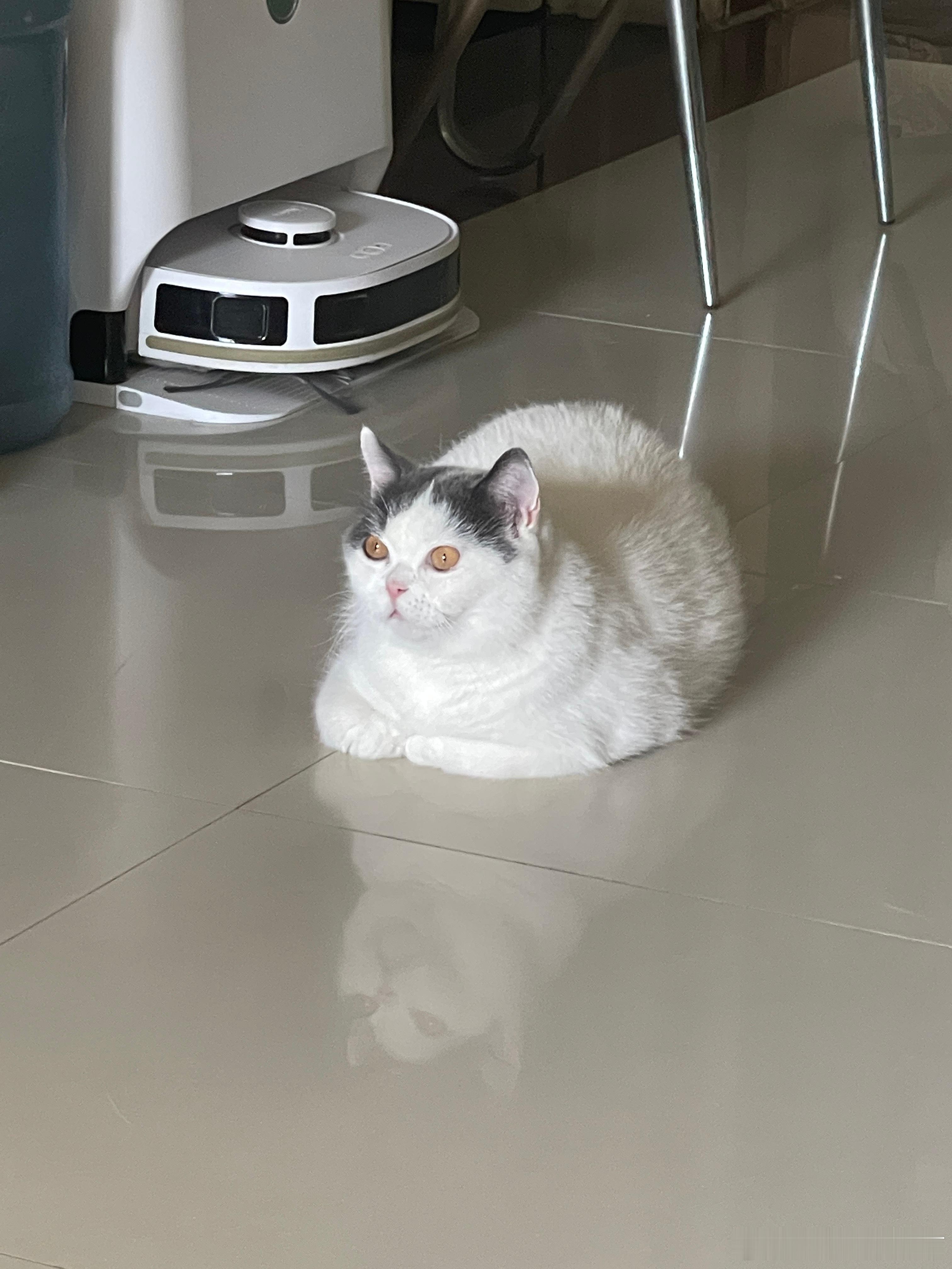 镜花水豚，两个豚 ​​​