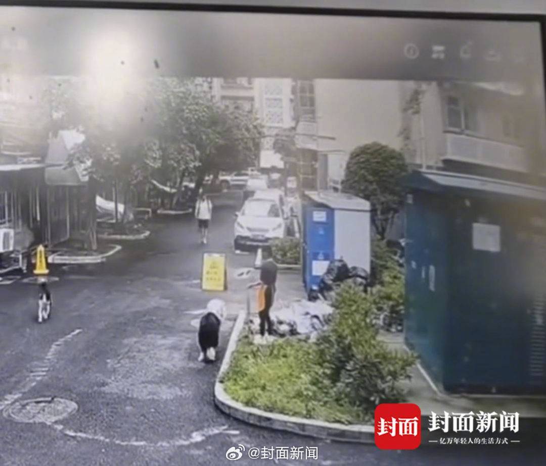 【#女子遛两条狗一狗未拴绳追咬路人# 物业：惹祸那条是流浪狗，已被送走】#物业回