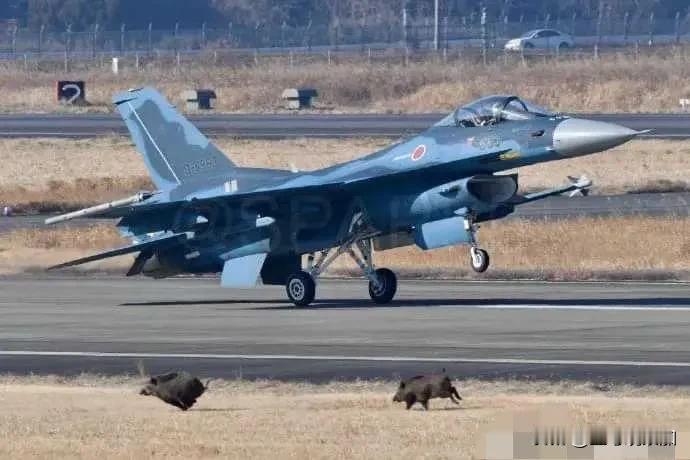 F-2A战机差点和几头野猪相撞，这是发生在日本自卫队百里基地的一幕，当时F-2A