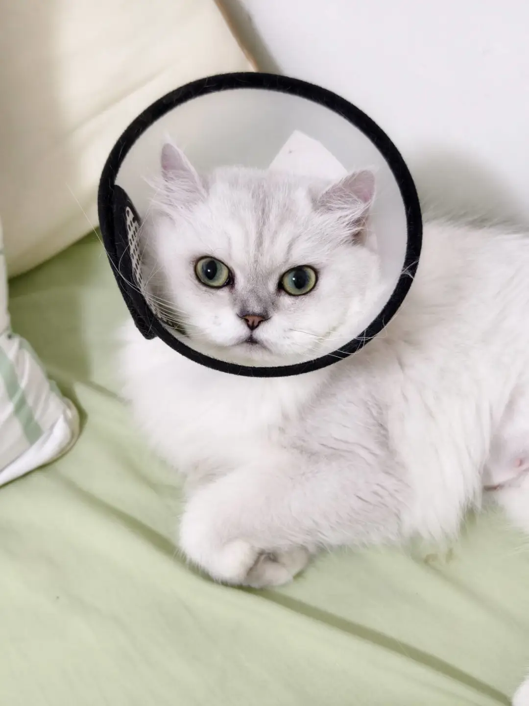 小猫咪不知道自己这么可爱吧