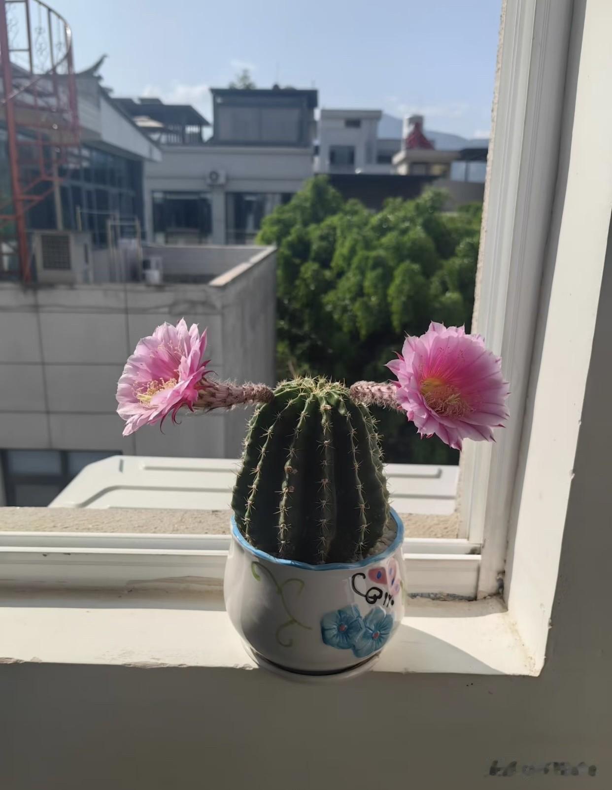 还有什么花，比这我这两朵更傲娇吗？